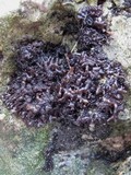 Leptogium schraderi image