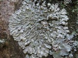 Pyxine sorediata image