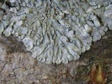 Pyxine sorediata image