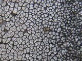 Aspicilia cinerea image