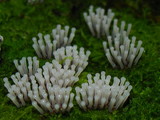 Stemonitis splendens image
