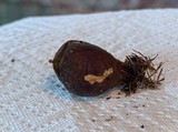 Lycoperdon umbrinum image
