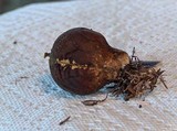 Lycoperdon umbrinum image