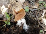 Gyromitra brunnea image