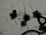 Aegerita webberi image