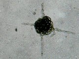 Aegerita webberi image