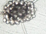 Aegerita webberi image
