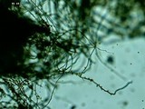 Lycoperdon umbrinum image