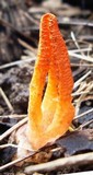 Pseudocolus fusiformis image