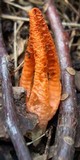 Pseudocolus fusiformis image