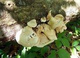 Lentinula boryana image