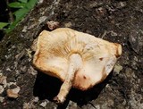 Lentinula boryana image