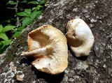 Lentinula boryana image