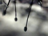 Spiropes melanoplaca image