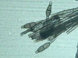 Spiropes melanoplaca image