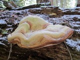 Fomitopsis officinalis image