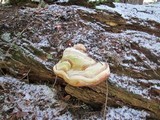 Fomitopsis officinalis image
