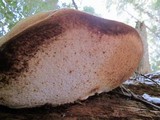 Fomitopsis officinalis image
