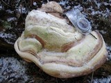 Fomitopsis officinalis image