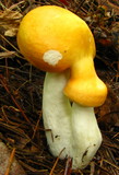 Russula lutea image