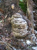 Fomitopsis officinalis image