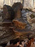 Phellinus robiniae image