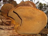 Phellinus robiniae image