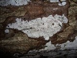 Biscogniauxia atropunctata image