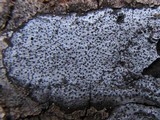 Biscogniauxia atropunctata image