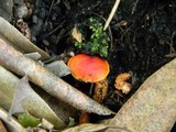 Hygrocybe miniata image