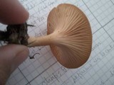 Lepista flaccida image