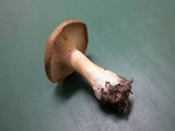 Infundibulicybe geotropa image