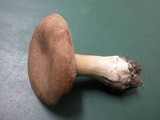 Infundibulicybe geotropa image