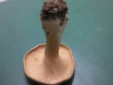 Infundibulicybe geotropa image