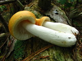 Russula lutea image