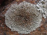 Lecanora muralis image