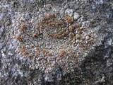 Caloplaca crenularia image