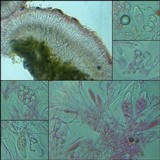 Caloplaca crenularia image