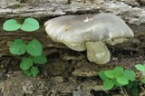 Megacollybia rodmani image