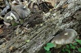 Megacollybia rodmani image