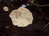 Earliella scabrosa image