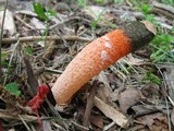 Mutinus elegans image