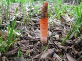Mutinus elegans image
