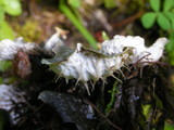 Peltigera membranacea image