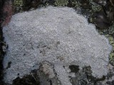 Pertusaria aspergilla image