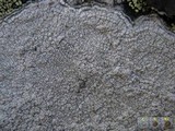 Pertusaria aspergilla image