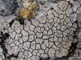 Trapelia coarctata image