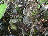 Peltigera membranacea image