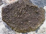 Xanthoparmelia pulla image