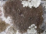 Xanthoparmelia pulla image